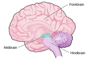 An illustration shows the position and size of the forebrain (the largest portion), midbrain (a small central portion), and hindbrain (a portion in the lower back part of the brain).