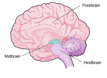 Biopsychology – Psychology 2e