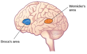 An illustration shows the locations of Broca’s and Wernicke’s areas in the frontal and temporal lobes of the cerebral cortex, respectively.