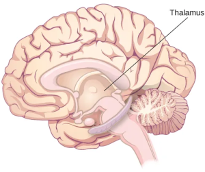 An illustration shows the location of the thalamus in the brain. The thalamus lies above the brainstem, in the interior (or subcortical) area of the brain.