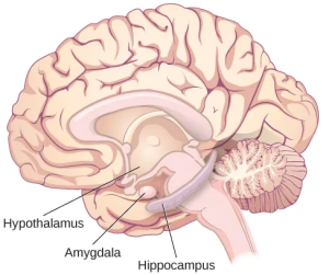 An illustration shows the locations of parts of the brain involved in the limbic system: the hypothalamus, amygdala, and hippocampus. These regions of the brain lie in the brain's interior, or subcortical regions. The hypothalamus lies below the frontal regions of the thalamus. The hippocampus wraps below the thalamus, with the amygdala lying immediately at the end of the frontal portion of the hippocampus.