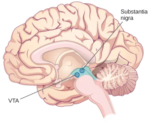 An illustration shows the location of the substantia nigra and ventral segmental area (VTA) in the brain. These structures lie at the top of the brainstem, just below the thalamus. The VTA is located more frontally than the substantial nigra.