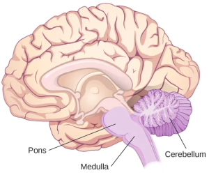 An illustration shows the location of the pons, medulla, and cerebellum. The pons is the top portion of the brain stem, lying just below the VTA and substantial nigra. The medulla lies below the pons. The cerebellum is located behind the brainstem, beneath the occipital lobe. The cerebellum has the appearance of a "miniature brain" with many folds.