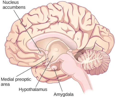 An illustration of the brain labels the locations of the nucleus accumbens, hypothalamus, medial preoptic area, and amygdala.