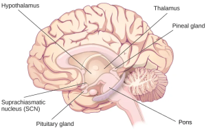 An illustration of a brain shows the locations of the hypothalamus, thalamus, pons, suprachiasmatic nucleus, pituitary gland, and pineal gland. The thalamus lies at the top of the brain stem. More frontally and ventral relative to the thalamus is the hypothalamus, then the suprachiasmatic nucleus, then the pituitary gland. The pineal gland is found behind and below the thalamus. The Pons is located in the brainstem.