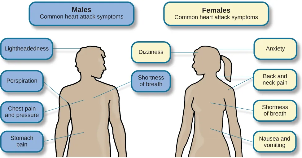 A figure showing outlines of the male and female bodies indicates common heart attack symptoms for each sex. For males, these include lightheadedness, perspiration, chest pain and pressure, stomach pain, and shortness of breath. For females, these include dizziness, anxiety, back and neck pain, shortness of breath, nausea and vomiting.