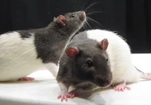 A photograph of two rats. One rat faces the viewer, the other looks to the right.